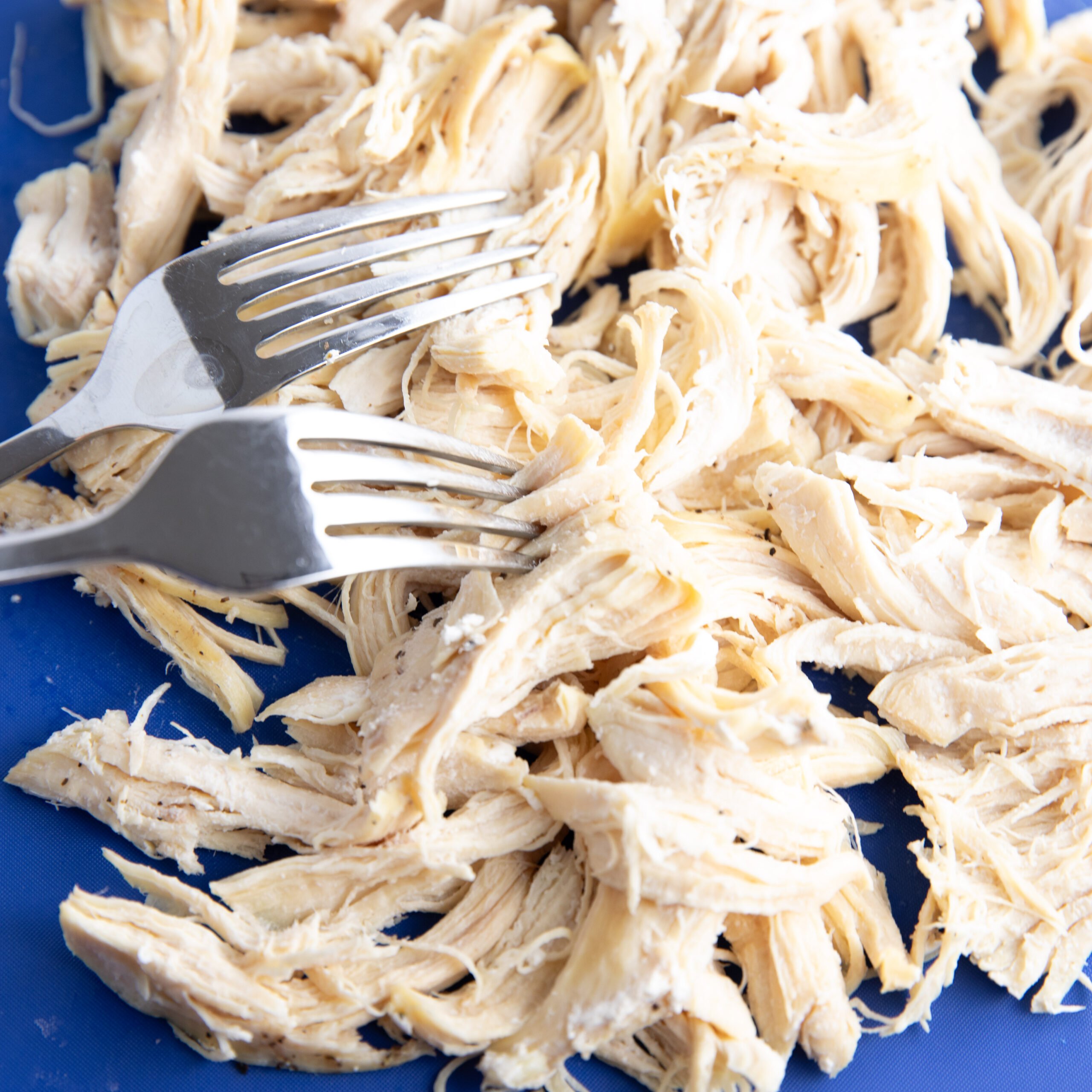 cooked chicken breasts being shredded with two forks for meal prep